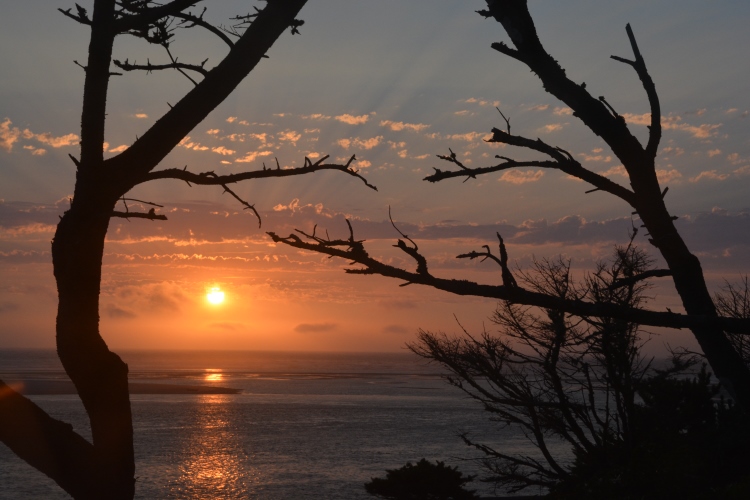 sunset between tree limbs
